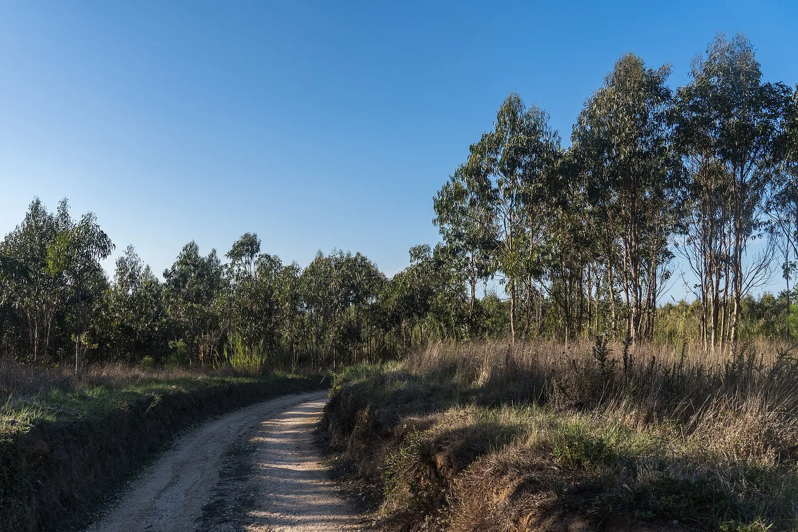 עמדת טעינה לרכב חשמלי בכפר באזור האלנטז׳ו בפורטוגל עם עץ שעם ברקע